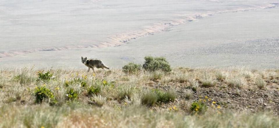 A coyote runs along a ridge adjacent to the road leading to the summit of Rattlesnake Mountain on the Hanford Reach National Monument area. The monument covers nearly 200,000 acres of mostly shrub-steppe land that is home to elk, deer and other wildlife, and includes the last free-flowing, nontidal stretch of the Columbia River.