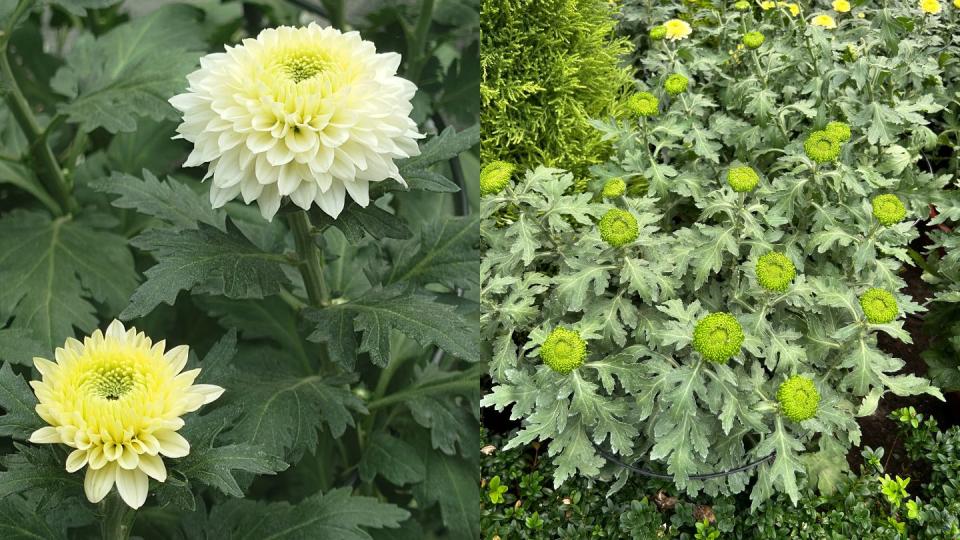 A showcase of Chrysanthemums, featuring 80 varieties, including rare finds like Chrysanthemum Vanya White (left) and Bombellini (right)