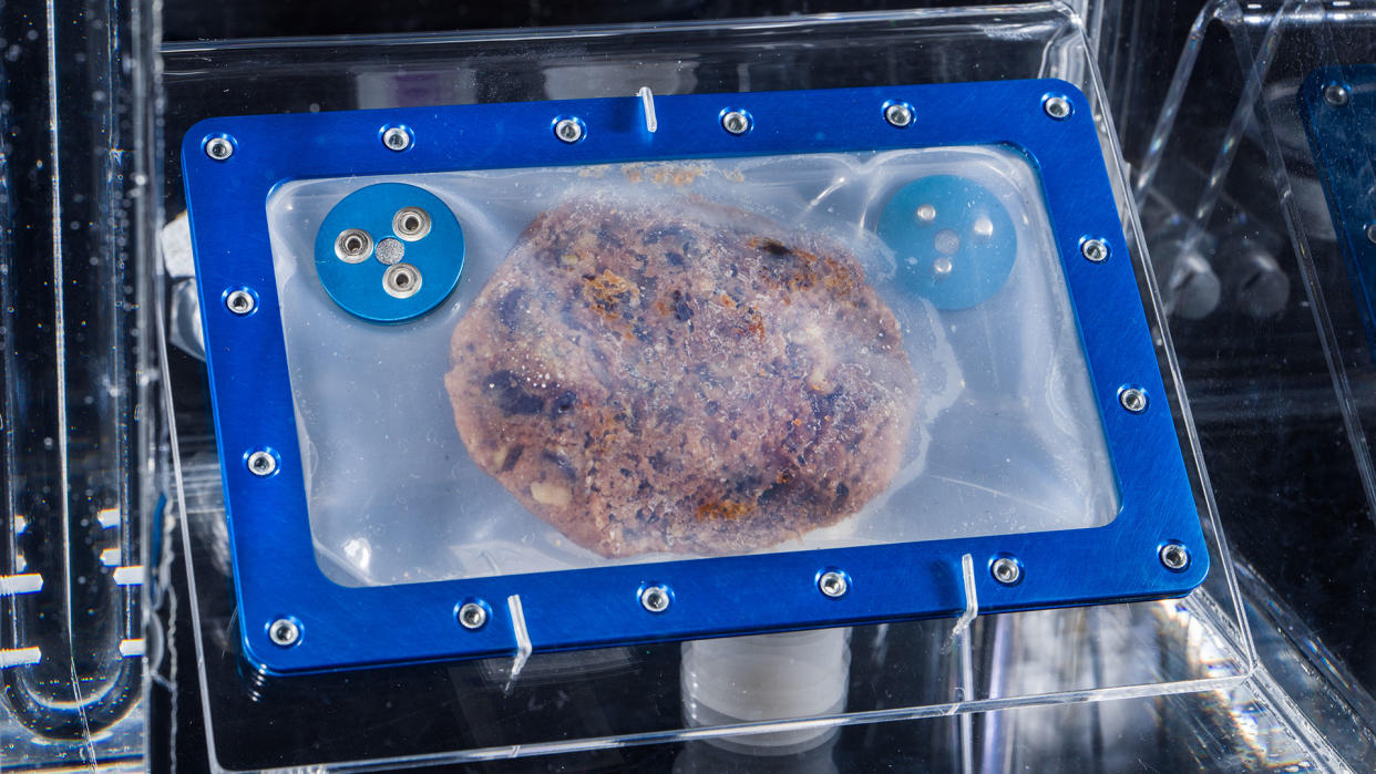  Closeup of a chocolate chip cookie inside a clear plastic case closed with rivets. 