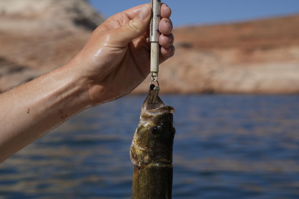 Utah State University lab technician Justin Furby weighs a smallmouth bass Tuesday, June 7, 2022, in Page, Ariz. The Colorado River's declining levels poses a new risk for the humpback chub. Smallmouth bass feast on humpback chub in the river's upper section, where agencies spend millions of dollars annually to keep the intruders in check. As Lake Powell levels drop, those predators could soon pass through Glen Canyon Dam in significant numbers and prey on native fish downstream. (AP Photo/Brittany Peterson)