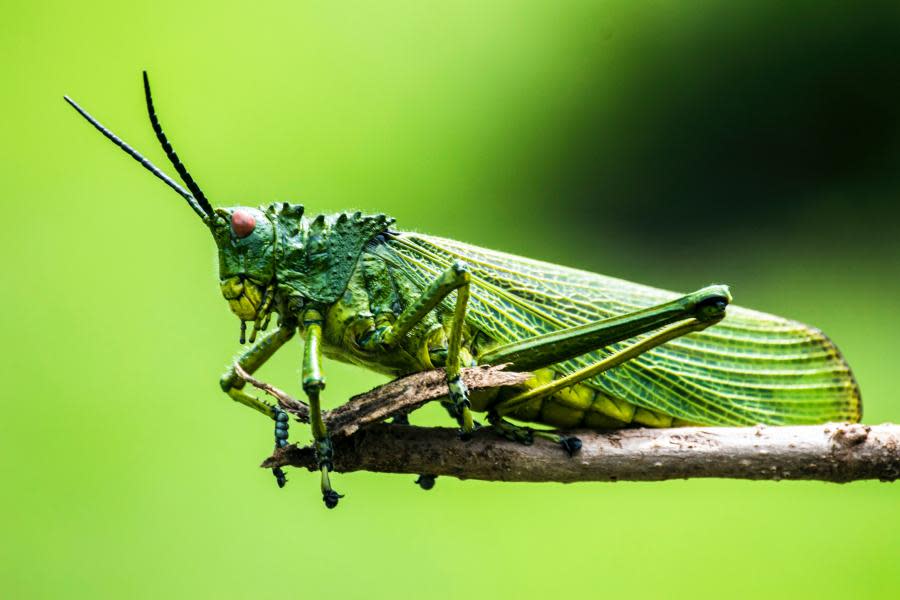 Zoológico de San Diego tendrá a los insectos más raros del mundo 