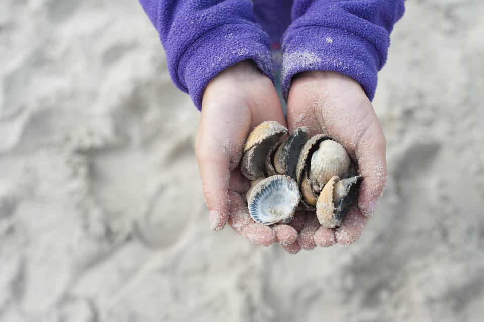 In Deutschland, Frankreich, Griechenland, Kroatien, Portugal und Spanien ist es erlaubt, Muscheln zu sammeln. (Bild: Getty).