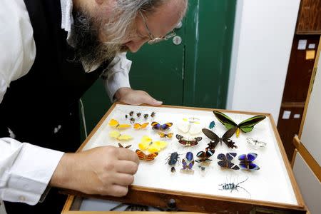 Laibale Friedman, a collection manager at Tel Aviv University looks at a specimen display box at a laboratory whose collection will be housed at the Steinhardt Museum of Natural History, a new Israeli natural history museum set to open next year in Tel Aviv, Israel June 8, 2016. REUTERS/Nir Elias