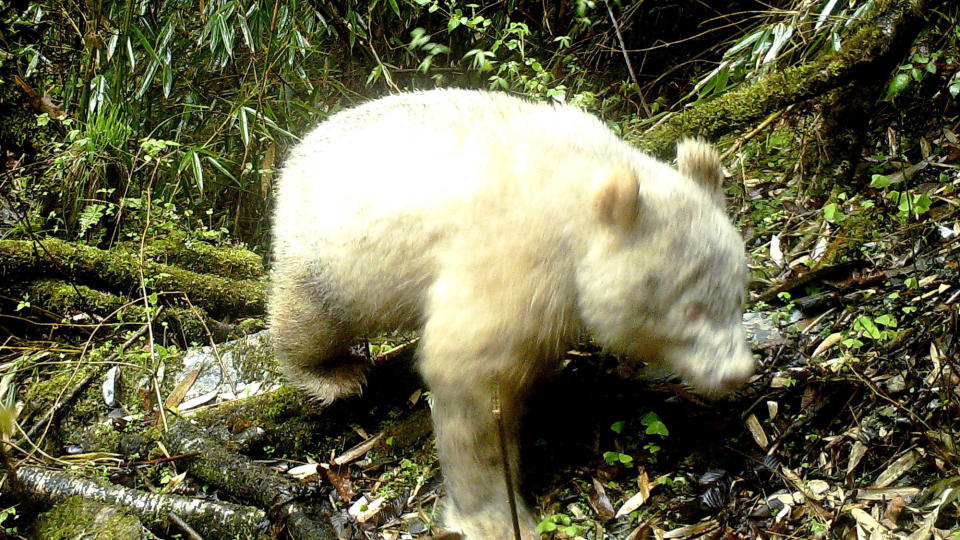 Albino panda