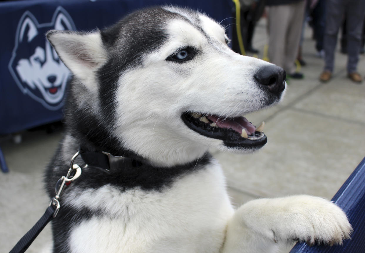 University of Connecticut mascot Jonathan, the Husky, attends a send-off rally for the Connecticut women's basketball team, Tuesday, March 28, 2017, outside Gampel Pavilion in Storrs, Conn., as the team prepares to board a bus to depart for the Final Four of the NCAA college basketball tournament in Dallas. (AP Photo/Pat Eaton-Robb)