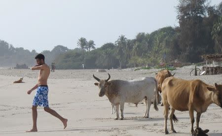 A tourist walks past cows on the beach in Cap Skirring, Senegal, May 5, 2015. REUTERS/David Lewis