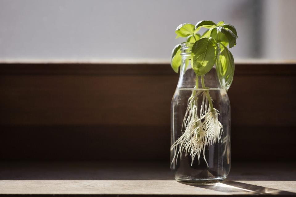 propagating basil plant in glass jar
