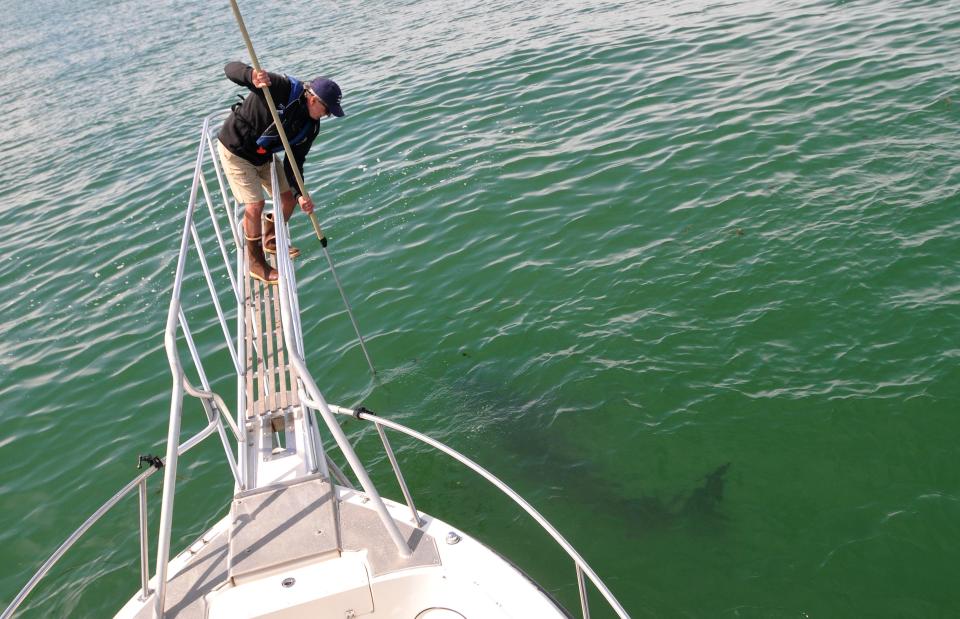 State shark researcher Gregory Skomal uses a long pole to lower a camera into the water to get footage of the shark as it swims by.