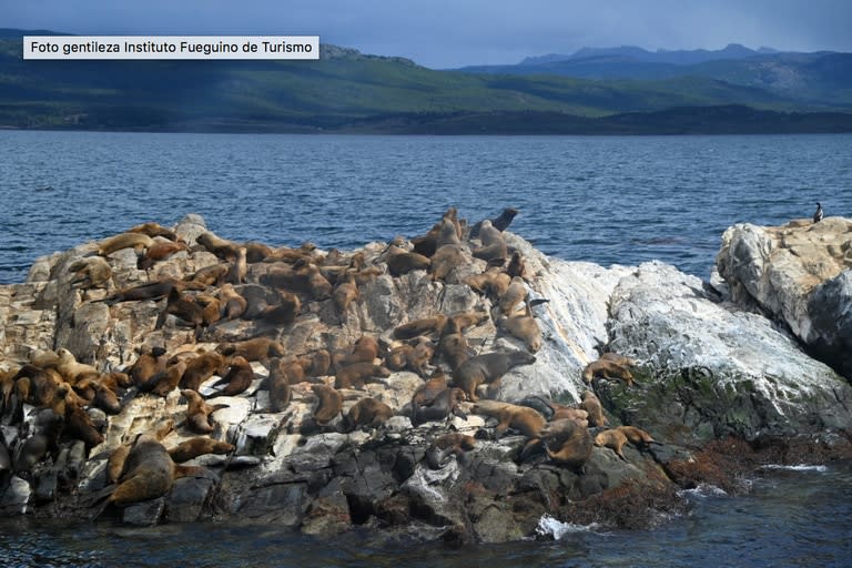 El hallazgo se realizó en siete de 21 lobos marinos de un pelo que se encontraron muertos en Río Grande, en la provincia de Tierra del Fuego