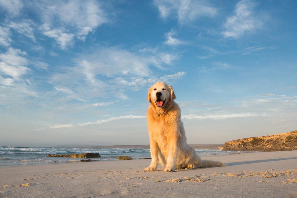 <em>Shelter – make sure your pet always has shelter in hot weather (Picture: Getty)</em>