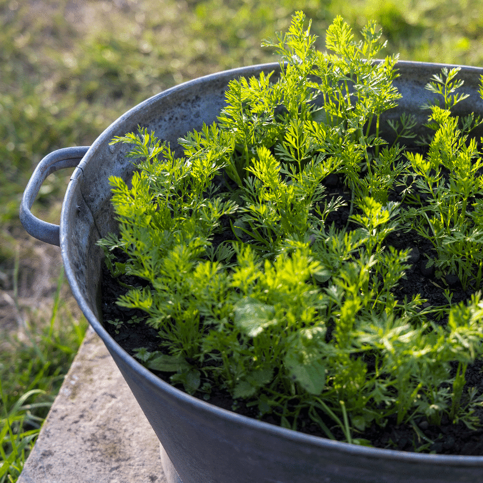 Carrots growing in pots