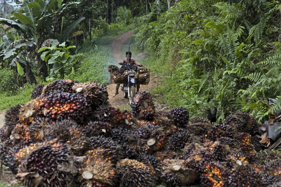 A man uses a motorcycle to transport palm fruit at a plantation in Polewali Mandar, South Sulawesi, Indonesia, Sunday, April 21, 2024. Indonesia saw a 27% increase in primary forest loss in 2023, according to an analysis of data shared by World Resources Institute. The tree losses came in protected national parks and in massive swaths of jungle cut down for palm oil and paper plantations and for mining. (AP Photo/Yusuf Wahil)