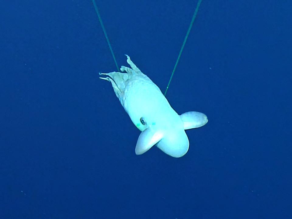 Ein Standbild aus dem Video zeigt den Dumbo-Kraken. - Copyright: Ocean Exploration Trust / NOAA