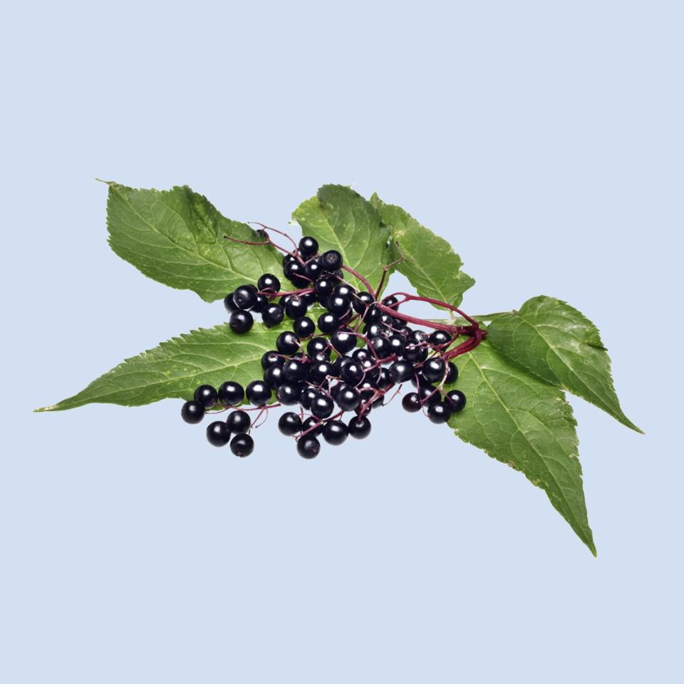 Elderberry-Botanicals-AdobeStock_273424558