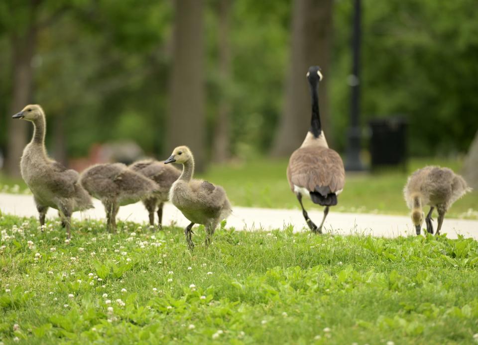 Canada geese and their goslings parade around a park.