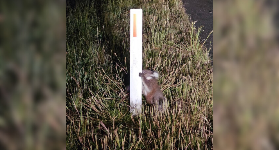 Image of the koala joey trying to climb a road pole on the side of Bacchus Marsh Road. 