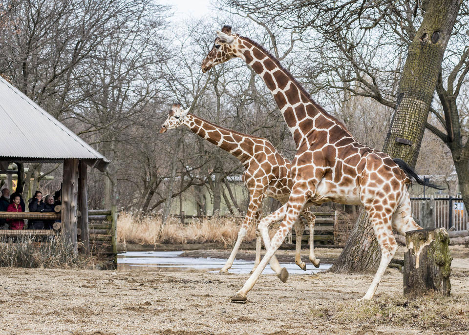 There are four giraffes at Brookfield Zoo outside of Chicago: Ato, 4; Potoka, 6; Arnieta, 13; and Jasiri, 14. (Kelly Tone/Chicago Zoological Society)