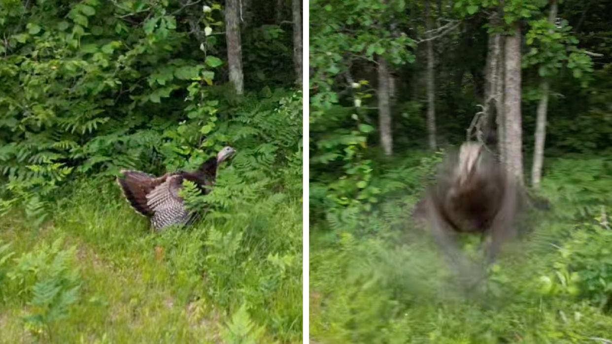 video wild turkey hen drone