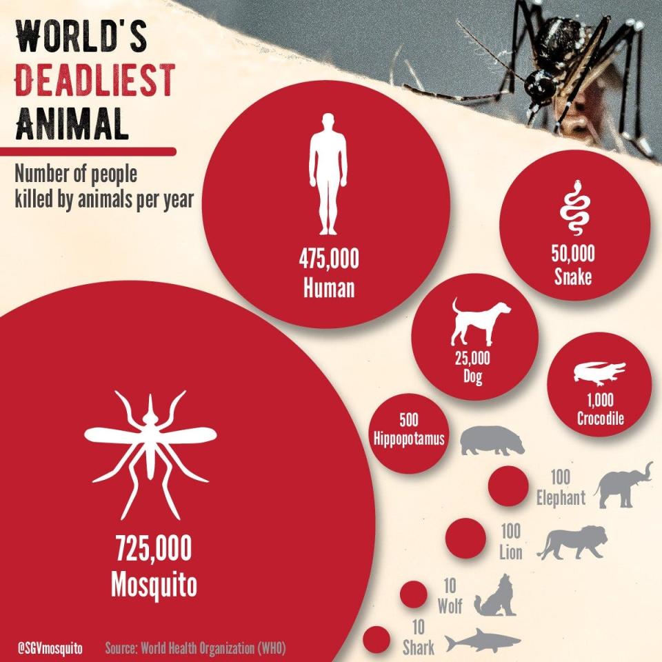 Mosquitoes are the world's deadliest animal.