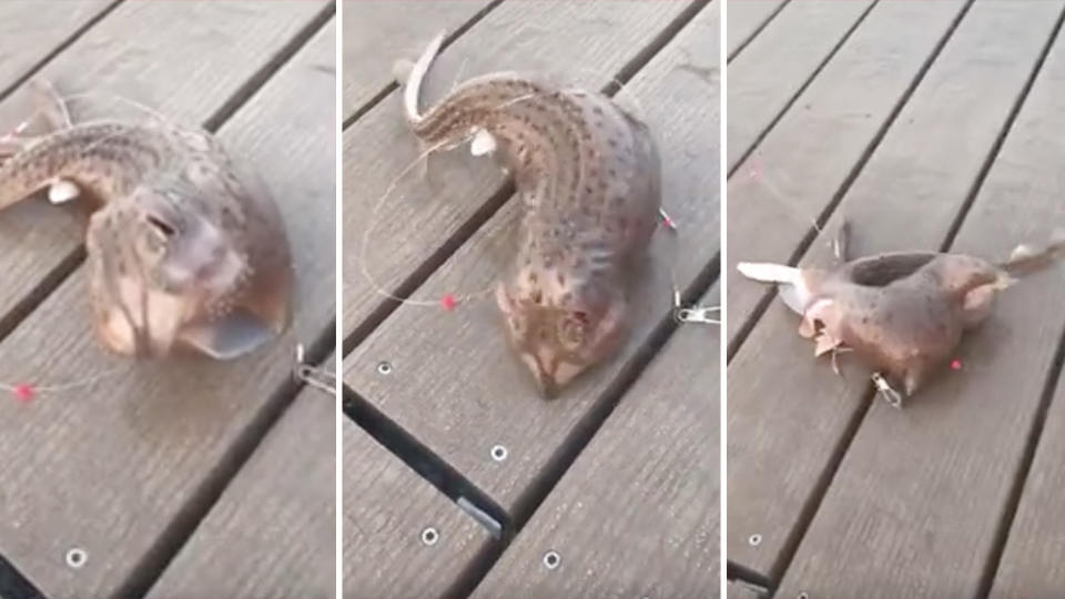 The skate, was reacting to being caught on fishing line. Source: TikTok/Natalie1526n