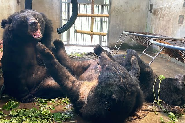 <p>Nezahat Sevim/Animals Asia</p> Dawn the moon bear making friends with another bear at Animal Asia's Tam Dao sanctuary in Vietnam