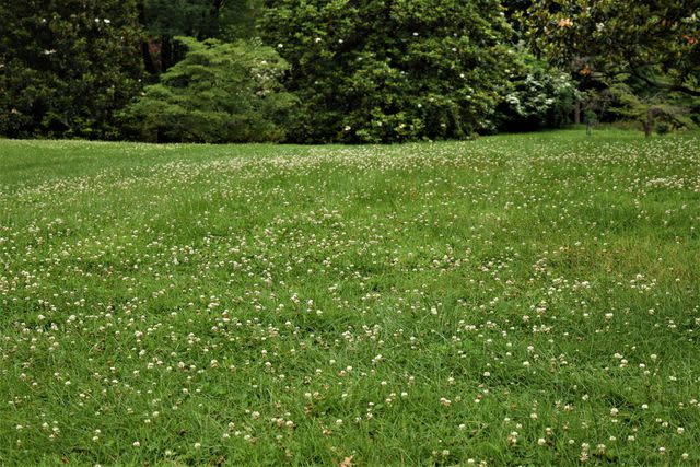 Teresa Watkins Clover at author Sue Grafton's estate in Louisville, Kentucky