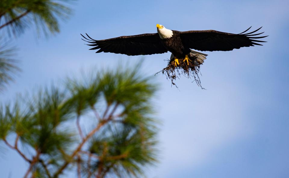 Harriet and M15, the famous bald eagles from the Southwest Florida Eagle Cam are rebuilding their nest after it was destroyed in Hurricane Ian. The whole nest was lost but is being built in the same location. The streaming cameras were damaged so it unknown when it will be back up and running. The couple was seen Tuesday, October 18, 2022 bring nesting masterial and sticks into the nest. 