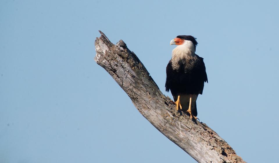 A crested caracara perches in a dead tree in a pasture off of State Road 82, on Tuesday, April 17, 2023.