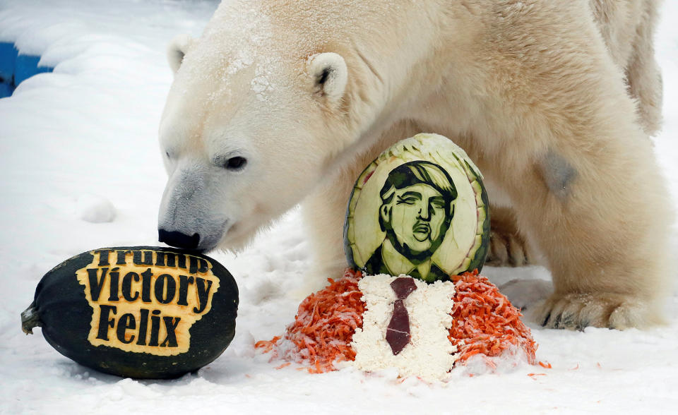 Polar bear, inspects the gained treats for predicting the winner of U.S. presidential election