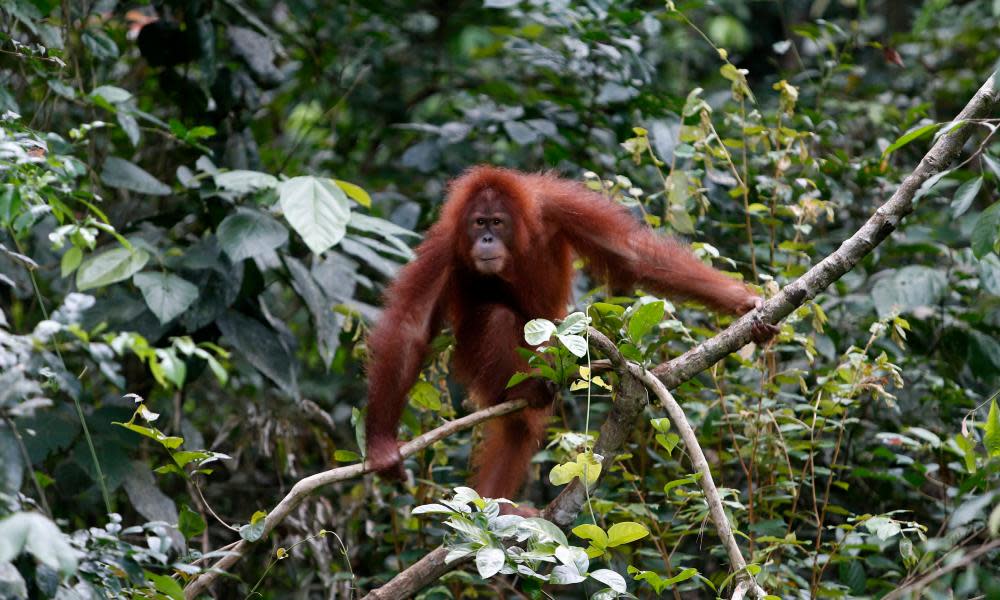 <span>Photograph: Hotli Simanjuntak/EPA</span>