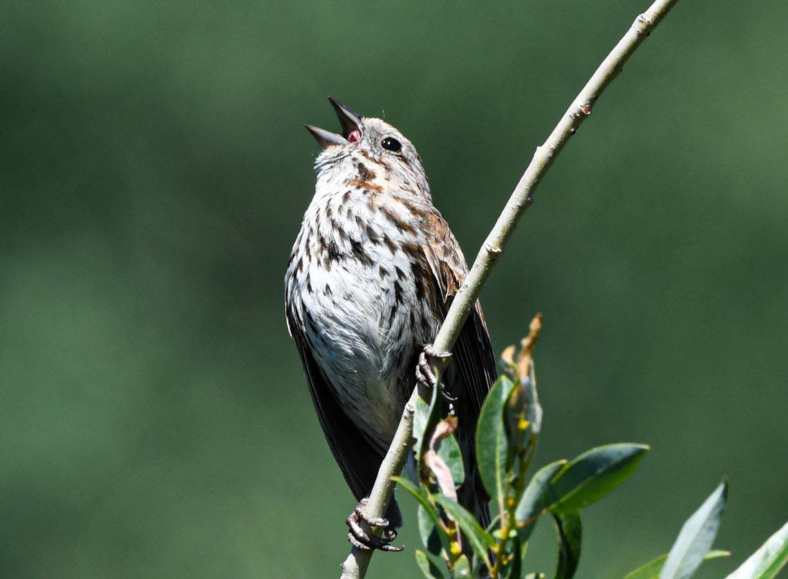 A Song Sparrow, photographed in Wyoming. Anders Gyllenhaal