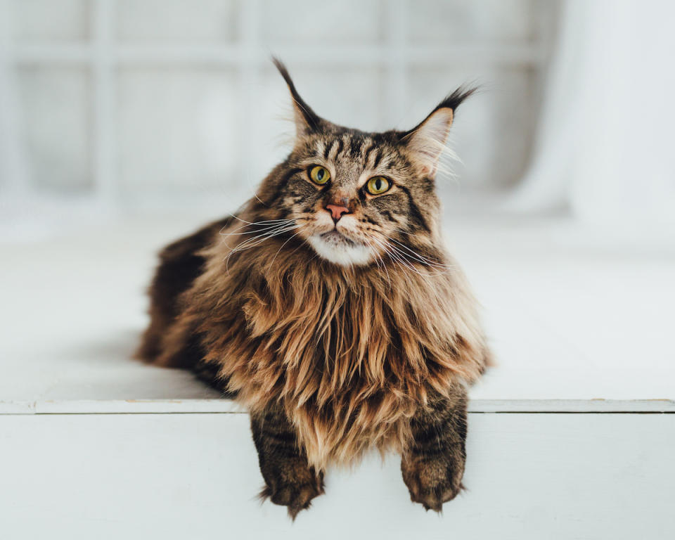 Maine Coon cat