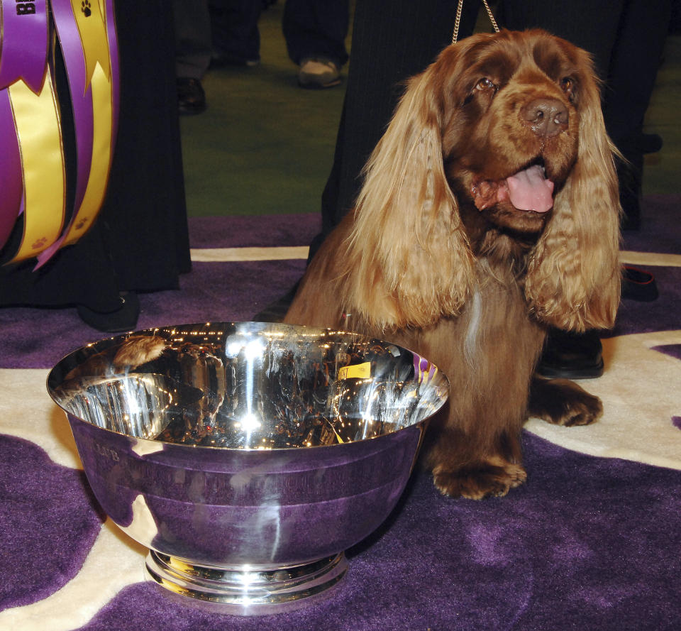 FILE - Stump, a Sussex spaniel, poses for pictures after winning Best in Show during the 133rd annual Westminster Kennel Club dog show in New York, in this Tuesday, Feb. 10, 2009, file photo. Retired from the ring for five years, it was just five days before the show when handler Scott Sommer thought Stump might like to take one final walk at the Garden. (AP Photo/Peter Kramer, File)