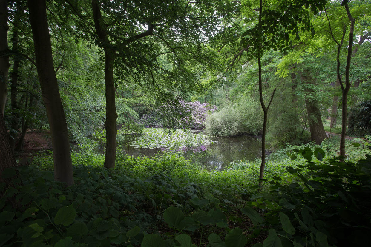 Green forest by the lake in reflection in the water beauty in nature and purple flowers beauty