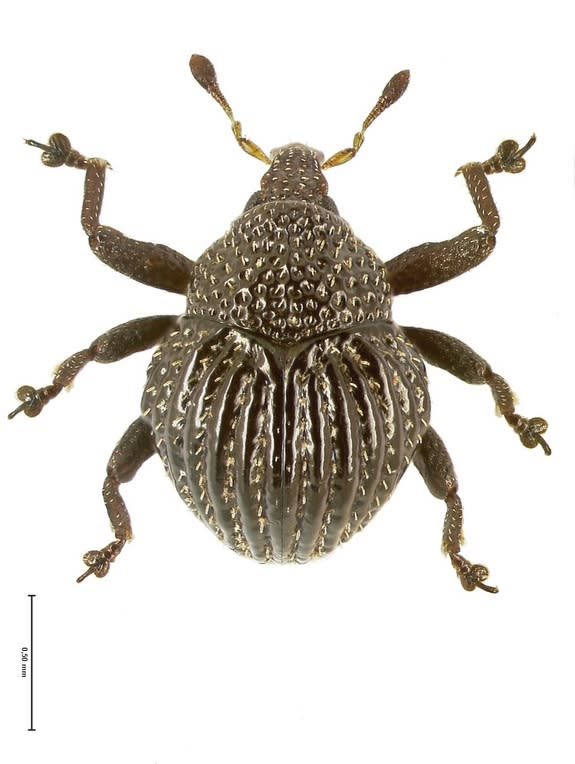 This picture shows one of the newly described species, Trigonopterus echinus.