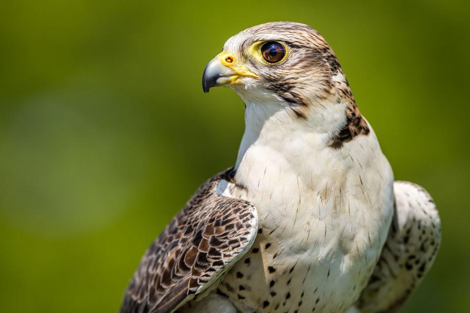 <p>The Wildlife Trust also have a peregrine falcon live cam as part of Nottingham Trent University research. </p><p><a class="link " href="https://www.nottinghamshirewildlife.org/peregrine-cam" rel="nofollow noopener" target="_blank" data-ylk="slk:WATCH NOW;elm:context_link;itc:0;sec:content-canvas">WATCH NOW</a></p>