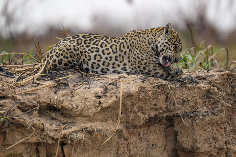 Un jaguar descansa en un área recientemente amenazada por incendios en el Parque Encontro das Aguas, en la región de humedales en Pantanal, cerca de Pocone, en el estado de Mato Grosso, Brasil, el viernes 17, de noviembre de 2023. (AP Foto/Andre Penner)