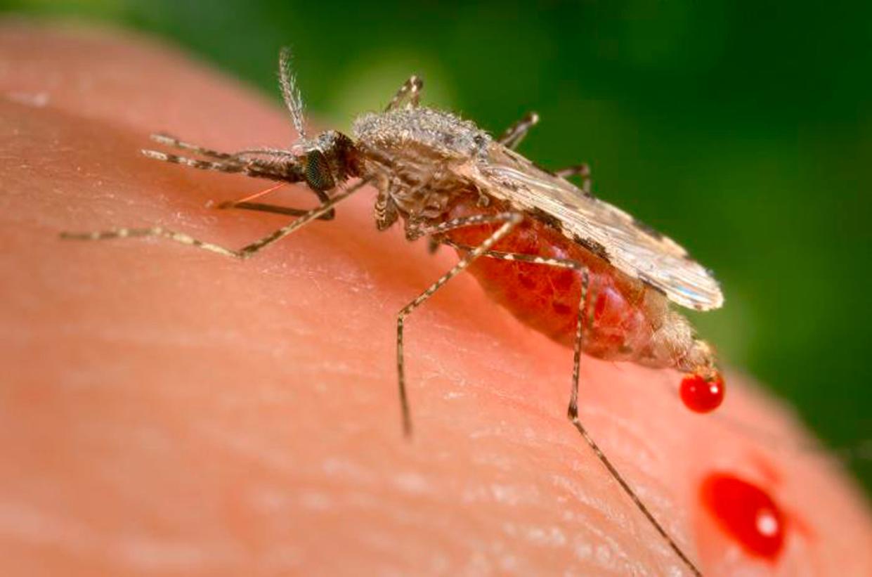 A female Anopheles Stephensi mosquito.