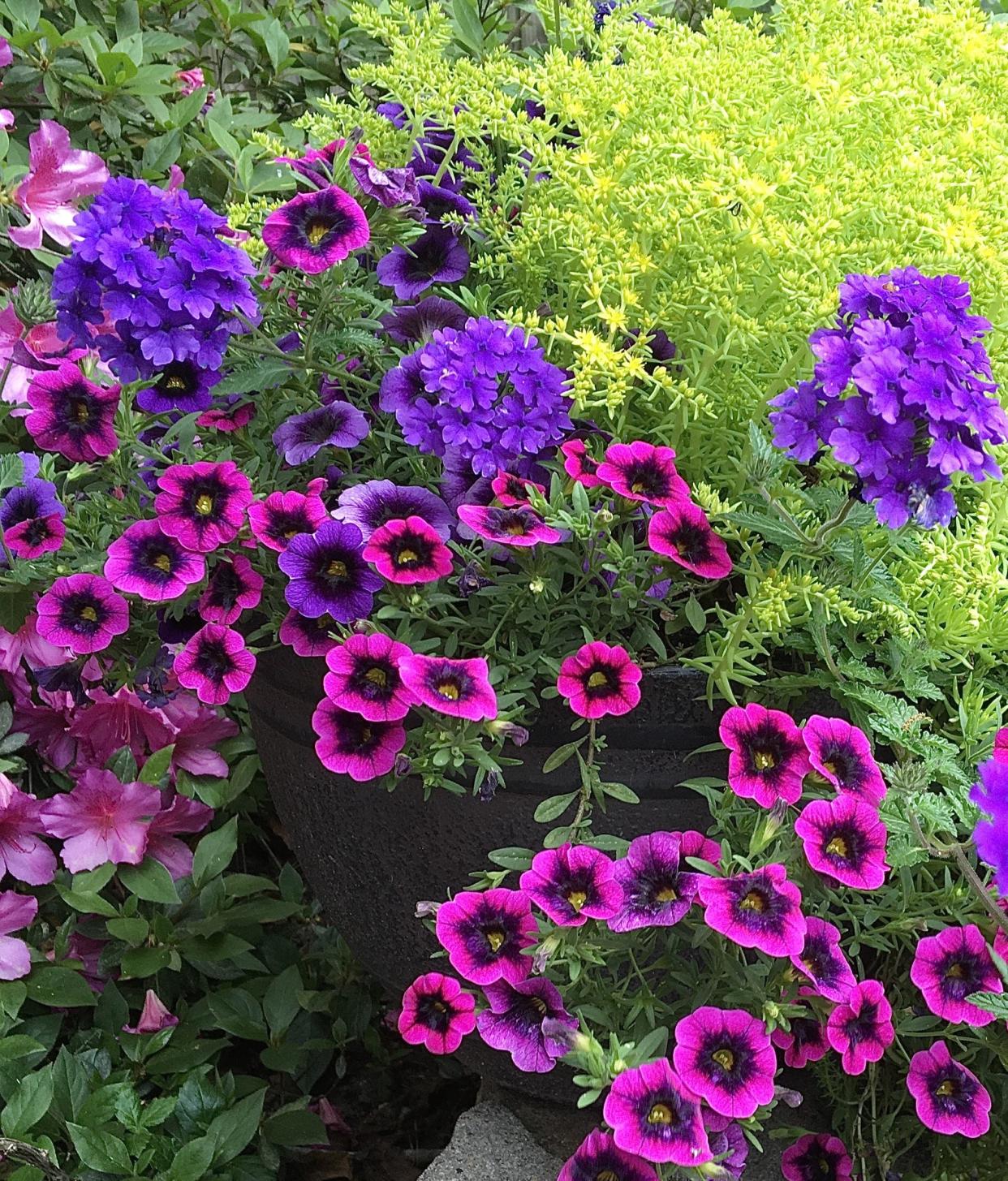 Superbells Blackcurrant Punch calibrachoa is an award winning calibrachoa with bright fuchsia-colored petals and velvety black centers. You’ll note a subtle yellow throat adds to the beauty.