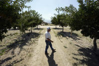 Lee Harrington walks in the pistachio orchard which he farms to sell, Wednesday, Sept. 20, 2023, in Ventucopa, Calif. Harrington is one of the small farmers, cattle ranchers and others living near the tiny town of New Cuyama whose water supplies and livelihoods are at the heart of a groundwater rights lawsuit brought by two of the nation's biggest carrot farming companies. (AP Photo/Marcio Jose Sanchez)