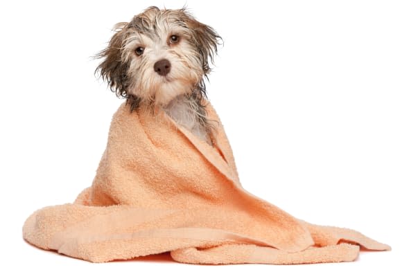 a wet chocolate havanese puppy...