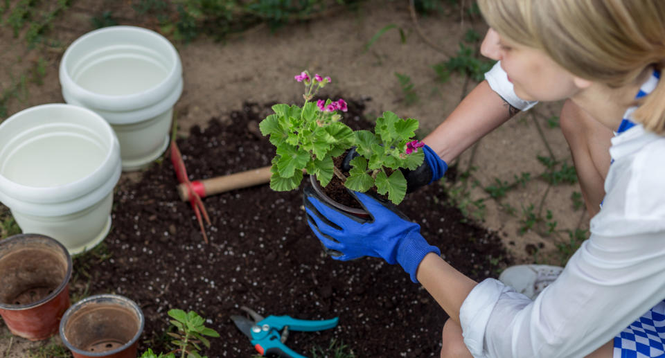 A woman plants flowers while wearing gloves.