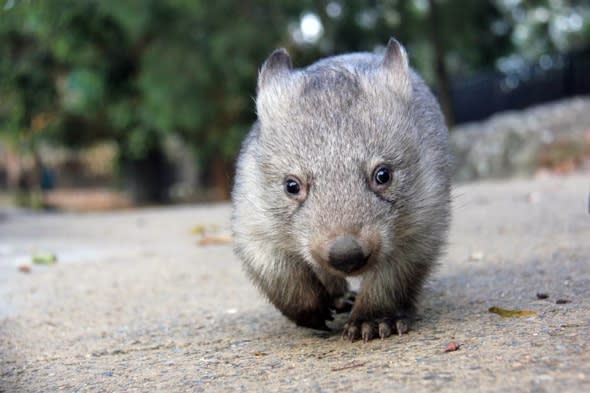 Orphaned baby wombat joins zookeeper on daily rounds