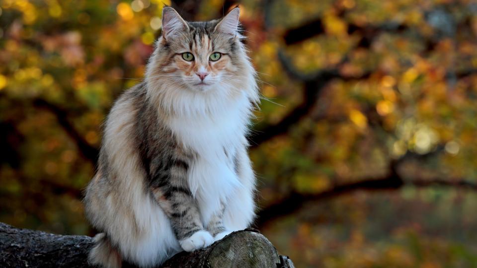 Norwegian Forest Cat