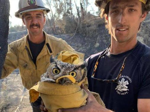 Bird was rescued as firefighters searched for 'hazard' trees damaged by fire and liable to fall on people or wildlife (Ventura County Fire Department)