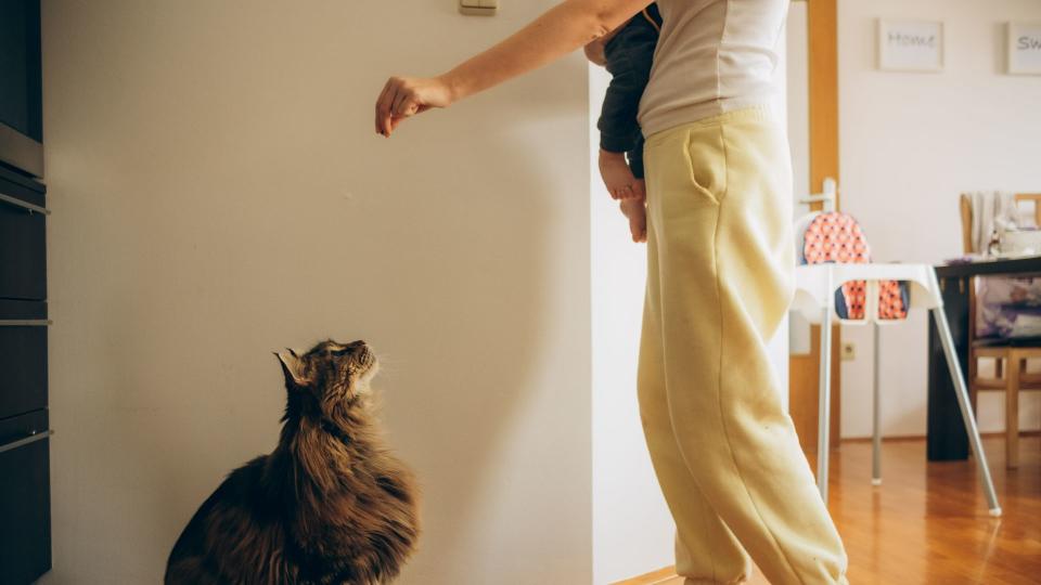 Person giving cat a trat while holding a baby