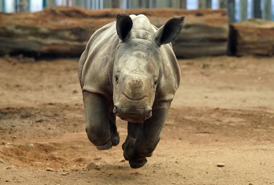 28 novembre 2022 : Morag, le veau de rhinocéros blanc du Sud âgé de six semaines, dans sa cour après avoir été pesée au Blair Drummond Safari and Adventure Park, près de Stirling (PA)