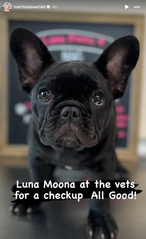 <p>Martha Stewart/ Instagram</p> Luna Moona