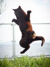 <p><span>To shoot these unique poses, Hisakata, 30, uses a simple cat toy, which he dangles above the cats to encourage them to leap through the air. </span>(Photo: Hisakata Hiroyuki/Caters News) </p>