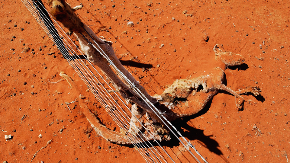 A kangaroo dead against an exclusion fence